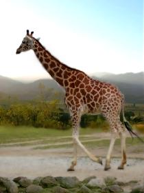 Die Gi Gi Giraffe:)