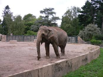 wistful: Der Elefant