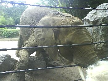 wistful:  Elefant bei der Fütterung