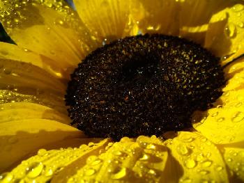 Lill-Lee: Sonnenblume
