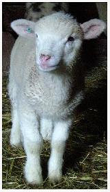Sweet little sheep-boy :)
