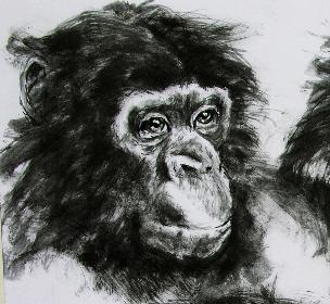 Simon der cleverste Bonobo aus Berlin