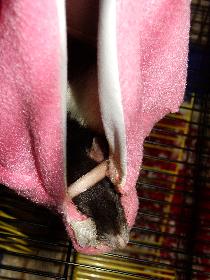 Broscha schläft in ihrer Kuschelschaukel mit dem Schwänzchen um den Kopf