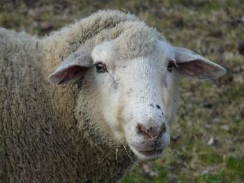 Portrait of a sheep lady ...