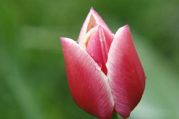 weinende Tulpe