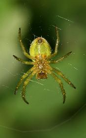 grüne Spinne im Netz