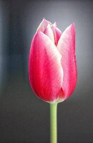 Diese Tulpe