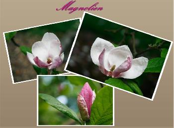 Magnolien