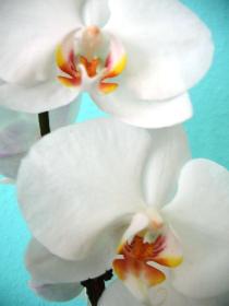 Orchideen im Details