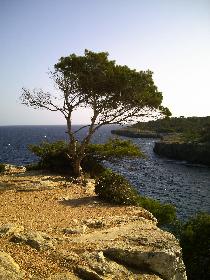 Der Tree von Cala Pi