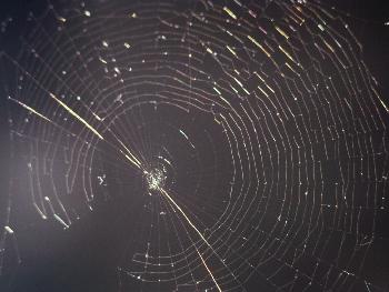 Spinnennetz - Gewebe der Gefhle