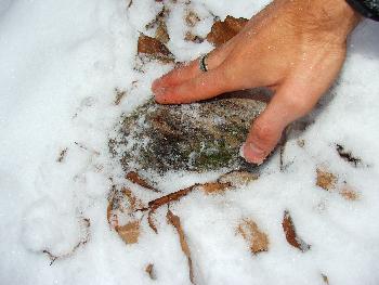 Broschas Steinchen im warmen Schneebettchen (Winter 2009) 1