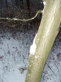 Broschas Baum im Schnee (Winter 2009)