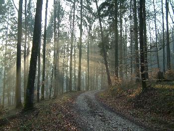 Wald im Morgennebel