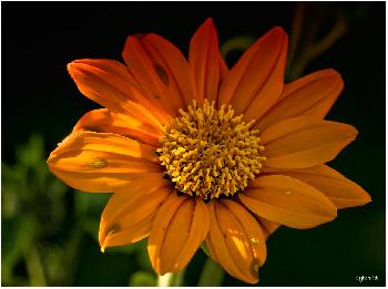 Mexikanische Sonnenblume