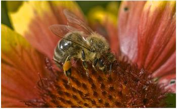 Biene bei der  Nektarsuche