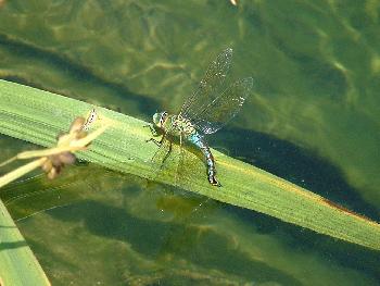 Libelle am Teich (1)