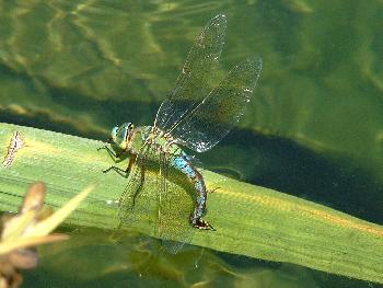 Libelle am Teich (2)