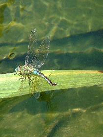 Libelle am Teich (3)
