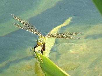 Libelle am Teich (4)