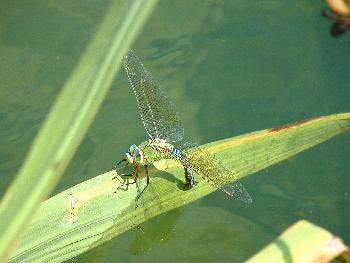 Libelle am Teich (5)