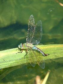 Libelle am Teich (6)